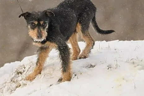 Baks. Nie sposób go nie pokochać!,  mazowieckie Wa