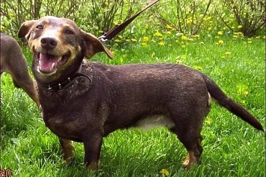 Kleo - czekoladowa jamnisia :)