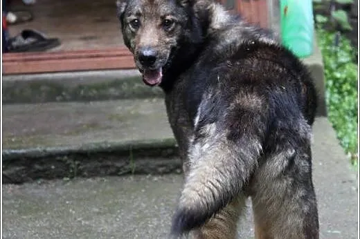 Lester świetny psiak w sam raz do twojego ogrodu, 