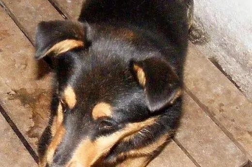 Maluch psie dziecię czeka w schronisku na domek oc