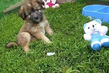 Śliczny, kudłaty szczeniak Mika do adopcji,  kujaw
