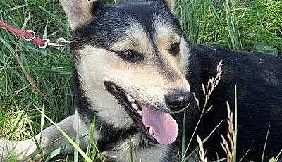 Froduś - cudny psiak szuka domu na zawsze!, Kunde