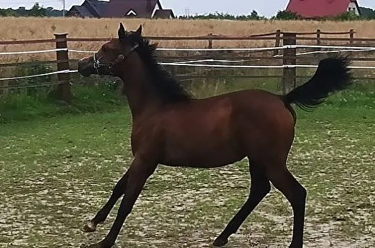 Sprzedam odsadka ogierka czystej krwi arabskiej, , 