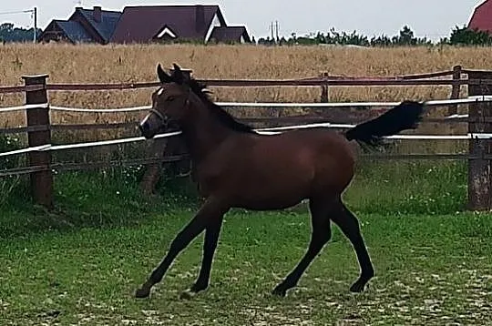 Sprzedam odsadka ogierka czystej krwi arabskiej, , 