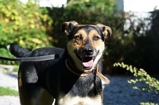 Psie kochane serce, czego można chcieć więcej. Sara wciąż czeka na dom, Mazowieckie, Warszawa