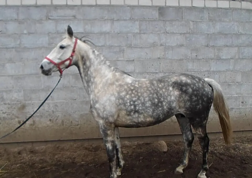 Klacz siwa
