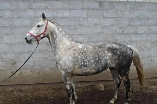 Klacz siwa