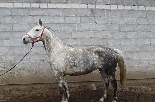 Klacz siwa