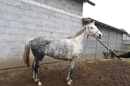 Klacz siwa