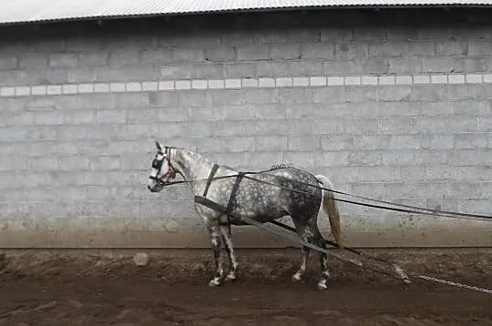 Klacz siwa