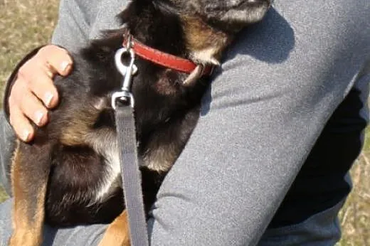 Pinia - drobna, delikatna kruszynka - 5kg psiego s