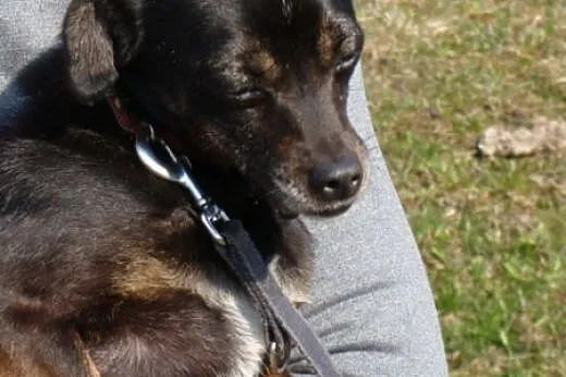 Pinia - drobna, delikatna kruszynka - 5kg psiego s
