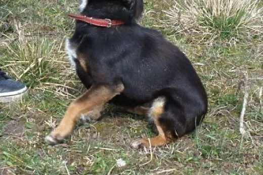Pinia - drobna, delikatna kruszynka - 5kg psiego s