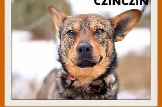 CZINCZIN-mały,9kg,łagodny,tulaśny,wesoły piesek.ADOPCJA,  małopolskie Kraków