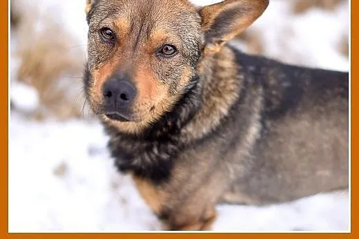 CZINCZIN-mały,9kg,łagodny,tulaśny,wesoły piesek.AD