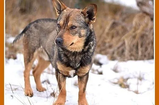 CZINCZIN-mały,9kg,łagodny,tulaśny,wesoły piesek.AD