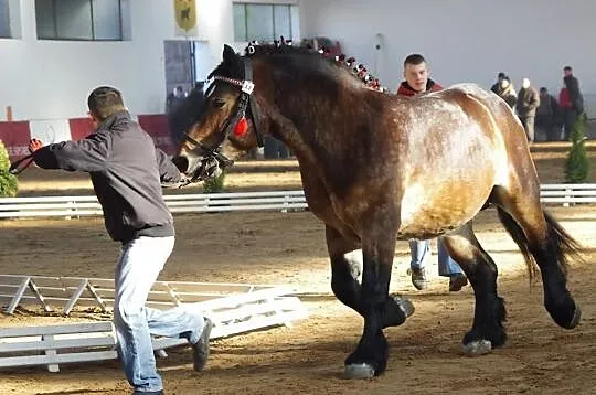 Sprzedam Ogier Zimnokrwistego Gotowy Do Sezonu