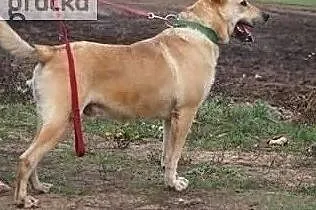 Szukasz wspaniałego przyjaciela na codzienne spacery ? Adoptuj Zeusa, Małopolskie, Kraków