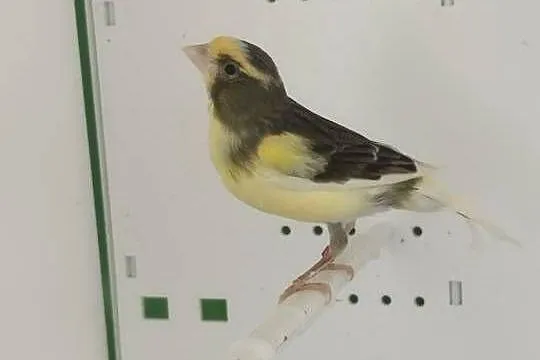 Kanarki samice 24r