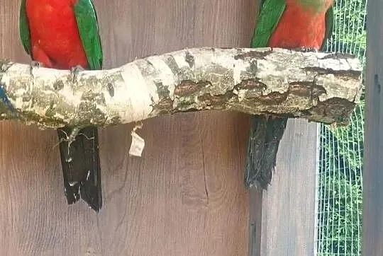 Papuga czerwono skrzydła, Łódzkie, Wrzesiny