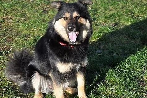 Oaza spokoju,grzeczna,wysterylizowana,10 miesiecy,adopcja!!,  świętokrzyskie Kielce