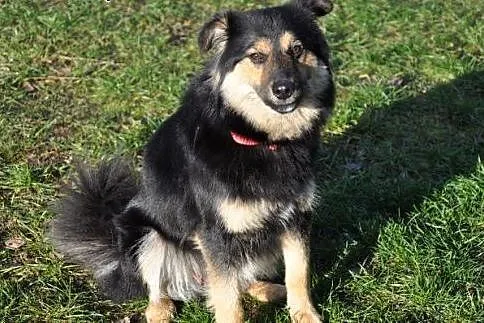 Oaza spokoju,grzeczna,wysterylizowana,10 miesiecy,