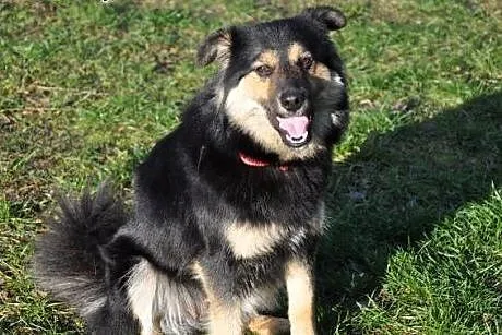 Oaza spokoju,grzeczna,wysterylizowana,10 miesiecy,