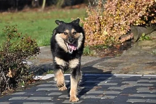 Oaza spokoju,grzeczna,wysterylizowana,10 miesiecy,