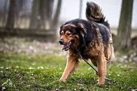 BROOKLYN - niezwykły pies do adopcji,  lubelskie L, Lublin