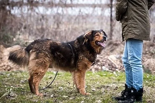 BROOKLYN - niezwykły pies do adopcji,  lubelskie L