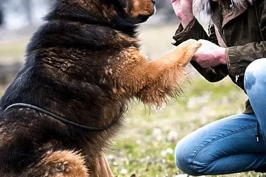 BROOKLYN - niezwykły pies do adopcji,  lubelskie L