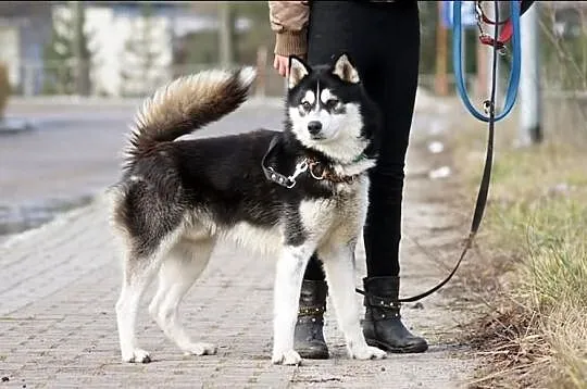 Dukat energiczny i radosny husky do adopcji