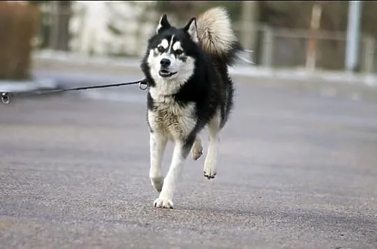 Dukat energiczny i radosny husky do adopcji