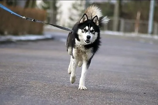 Dukat energiczny i radosny husky do adopcji