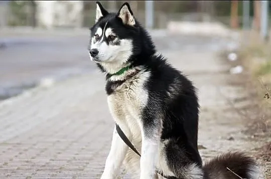 Dukat energiczny i radosny husky do adopcji