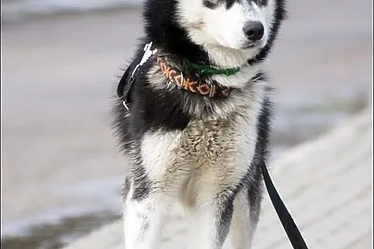 Dukat energiczny i radosny husky do adopcji