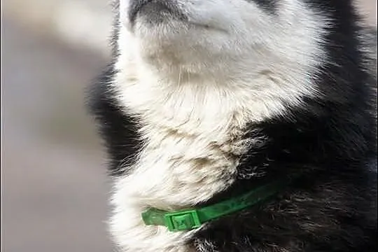 Dukat energiczny i radosny husky do adopcji
