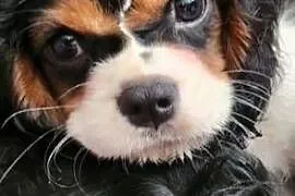 Cavalier king charls spaniel