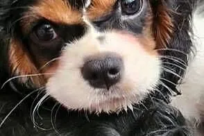 Cavalier king charls spaniel