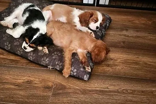 Cavalier king charls spaniel, Mazowieckie, Janki