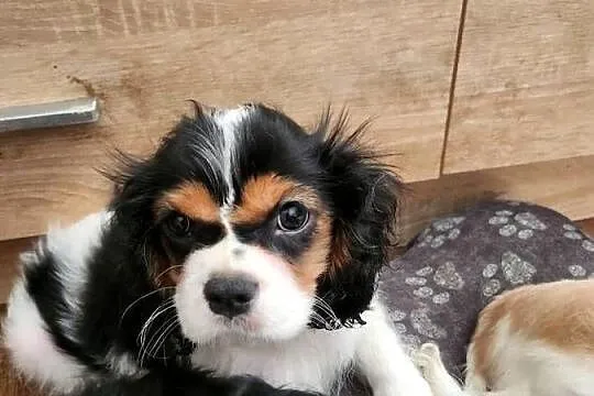 Cavalier king charls spaniel, Mazowieckie, Janki