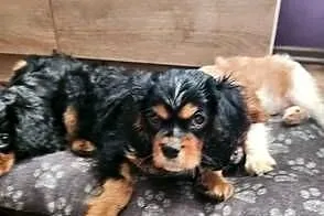 Cavalier king charls spaniel, Mazowieckie, Janki