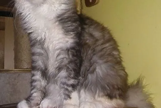 Kotka Maine coon, Małopolskie, Kraków