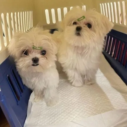 Zdrowe maltańczyki do adopcji... napisz do mnie na WhatsApp: +44 7453 907158