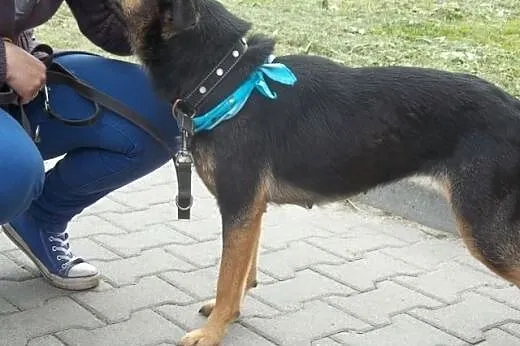 SARA młodziutka, łagodna, pogodna sunia czeka w Ho