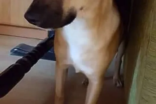 Roki nadal szuka kochającego domu!,  dolnośląskie 