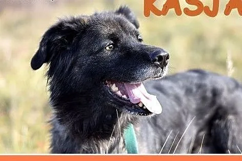 35 kg, 4 lata,towarzyska,wesoła, przyjazna suczka KASJA.Adopcja.,  łódzkie Łódź