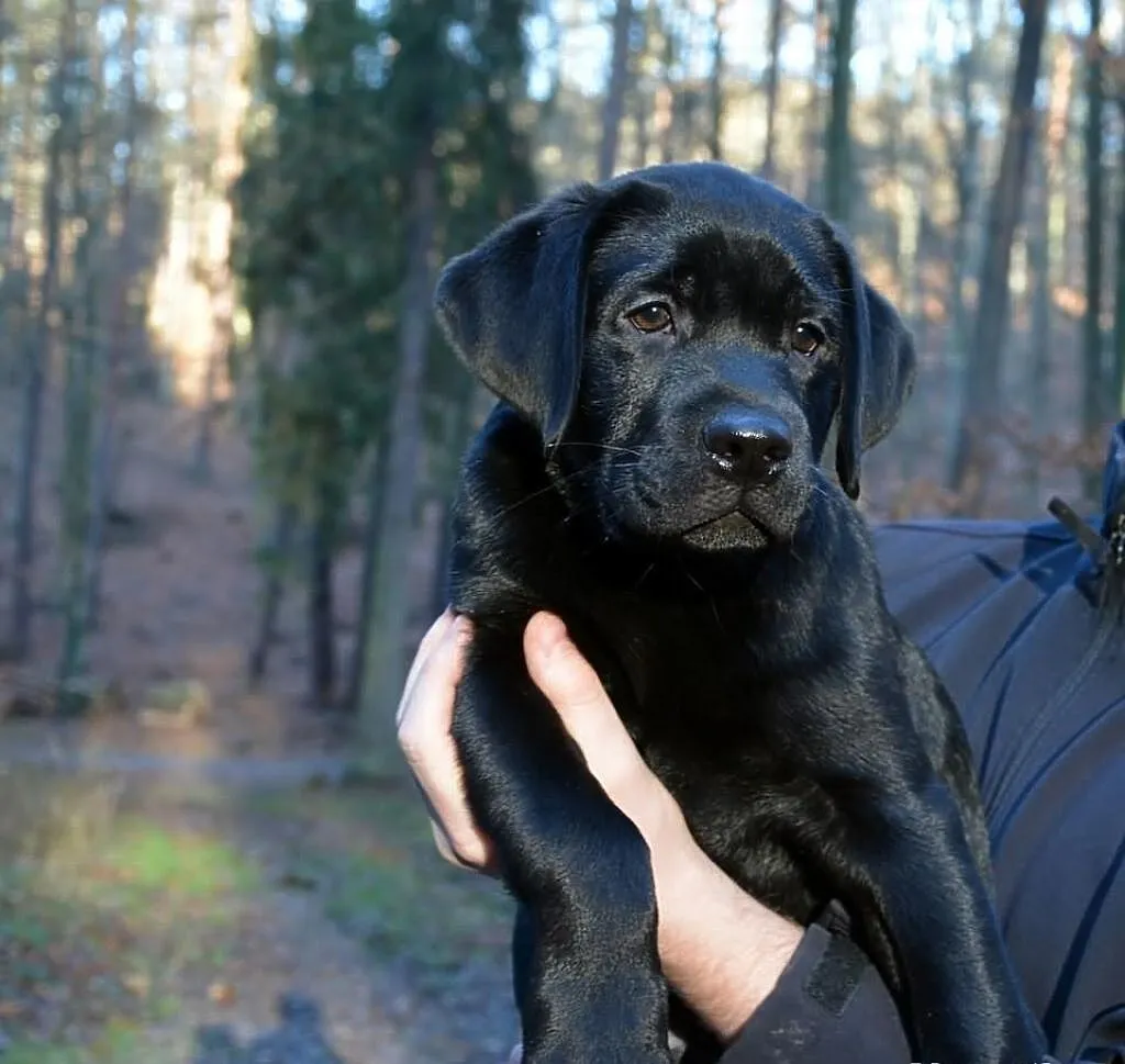 LABRADOR RETRIEVER, Wyjątkowe szczenięta ! Do odbi