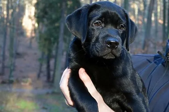 LABRADOR RETRIEVER, Wyjątkowe szczenięta ! Do odbi
