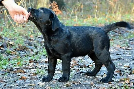 LABRADOR RETRIEVER, Wyjątkowe szczenięta ! Do odbi